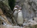 ZOO-Viden 24 srpen 2014 025.JPG